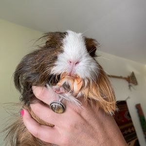 Meet your Posher, Ian